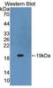 Fatty acid desaturase 2 antibody, LS-C713368, Lifespan Biosciences, Western Blot image 
