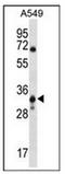 Solute Carrier Family 25 Member 53 antibody, AP52632PU-N, Origene, Western Blot image 
