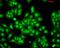 Heat Shock Protein Family B (Small) Member 8 antibody, PA5-77836, Invitrogen Antibodies, Immunofluorescence image 