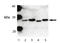 BCL2 Antagonist/Killer 1 antibody, ADI-AAP-030-D, Enzo Life Sciences, Western Blot image 