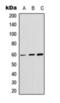 Akt antibody, orb393201, Biorbyt, Western Blot image 