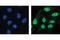 Signal transducer and activator of transcription 1-alpha/beta antibody, 9167L, Cell Signaling Technology, Immunofluorescence image 