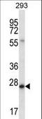 BCAS2 Pre-MRNA Processing Factor antibody, LS-C156759, Lifespan Biosciences, Western Blot image 