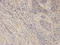 Prostaglandin F synthase antibody, A01820, Boster Biological Technology, Immunohistochemistry frozen image 