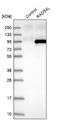 RAD54 Like antibody, NBP2-33916, Novus Biologicals, Western Blot image 