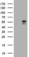 B And T Lymphocyte Associated antibody, TA505689S, Origene, Western Blot image 