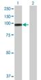 E74 Like ETS Transcription Factor 1 antibody, H00001997-D01P, Novus Biologicals, Western Blot image 