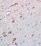 Gamma amino butyric acid antibody, orb6065, Biorbyt, Immunohistochemistry paraffin image 