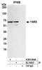 YARS antibody, A305-064A, Bethyl Labs, Immunoprecipitation image 