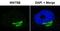 Wnt Family Member 5B antibody, H00081029-D01P, Novus Biologicals, Immunocytochemistry image 