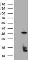 Thymidylate Synthetase antibody, TA801664AM, Origene, Western Blot image 