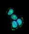 Peptidase, Mitochondrial Processing Beta Subunit antibody, orb373211, Biorbyt, Immunofluorescence image 