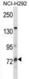 PWWP Domain Containing 3B antibody, AP52777PU-N, Origene, Western Blot image 