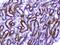 Amphiregulin antibody, A01787-1, Boster Biological Technology, Immunohistochemistry paraffin image 