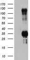 Tripartite Motif Containing 24 antibody, TA802789BM, Origene, Western Blot image 