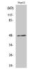 E2F Transcription Factor 2 antibody, STJ92808, St John