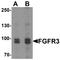 Fibroblast Growth Factor Receptor 3 antibody, LS-C201110, Lifespan Biosciences, Western Blot image 