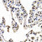 Vascular Endothelial Growth Factor D antibody, LS-C331337, Lifespan Biosciences, Immunohistochemistry paraffin image 
