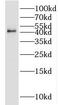 JunB Proto-Oncogene, AP-1 Transcription Factor Subunit antibody, FNab04455, FineTest, Western Blot image 