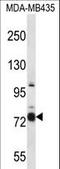 Cas Scaffold Protein Family Member 4 antibody, LS-C168336, Lifespan Biosciences, Western Blot image 