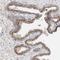 Solute Carrier Family 38 Member 10 antibody, NBP1-81193, Novus Biologicals, Immunohistochemistry frozen image 