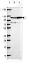 Valyl-tRNA synthetase, mitochondrial antibody, PA5-64437, Invitrogen Antibodies, Western Blot image 