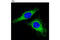 Cytochrome C Oxidase Subunit 4I1 antibody, 11967S, Cell Signaling Technology, Immunocytochemistry image 