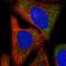 PDZ Domain Containing Ring Finger 3 antibody, HPA038822, Atlas Antibodies, Immunocytochemistry image 