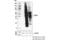 TNF Receptor Superfamily Member 4 antibody, 61637S, Cell Signaling Technology, Western Blot image 