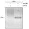 REL Proto-Oncogene, NF-KB Subunit antibody, PA5-47370, Invitrogen Antibodies, Chromatin Immunoprecipitation image 