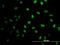 N-Methylpurine DNA Glycosylase antibody, MA5-19354, Invitrogen Antibodies, Immunofluorescence image 