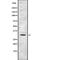 Tumor Suppressing Subtransferable Candidate 4 antibody, PA5-67824, Invitrogen Antibodies, Western Blot image 