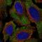 Limbic System Associated Membrane Protein antibody, HPA054051, Atlas Antibodies, Immunofluorescence image 