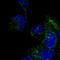 DNAAF3 antibody, HPA056220, Atlas Antibodies, Immunocytochemistry image 