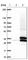 EI24 Autophagy Associated Transmembrane Protein antibody, HPA047165, Atlas Antibodies, Western Blot image 