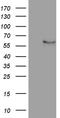 NFKB Inhibitor Epsilon antibody, TA810678, Origene, Western Blot image 