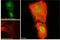 Anillin Actin Binding Protein antibody, PA5-18199, Invitrogen Antibodies, Immunofluorescence image 