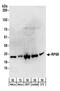 Ribosomal Protein S9 antibody, NBP2-22298, Novus Biologicals, Western Blot image 