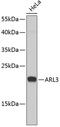 ADP Ribosylation Factor Like GTPase 3 antibody, 22-269, ProSci, Western Blot image 