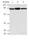 Calpain 2 antibody, TA323973, Origene, Western Blot image 