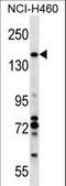 Valosin Containing Protein Interacting Protein 1 antibody, LS-C160505, Lifespan Biosciences, Western Blot image 