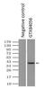 Serine/threonine-protein kinase Nek6 antibody, GTX84056, GeneTex, Immunoprecipitation image 