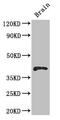 RNA Binding Motif Protein 4 antibody, CSB-PA880118LA01HU, Cusabio, Western Blot image 
