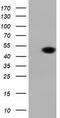 DnaJ Heat Shock Protein Family (Hsp40) Member A2 antibody, LS-C115614, Lifespan Biosciences, Western Blot image 