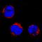 Neuropilin And Tolloid Like 1 antibody, AF4337, R&D Systems, Western Blot image 