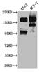 SIN3 Transcription Regulator Family Member A antibody, CSB-RA242724A0HU, Cusabio, Western Blot image 