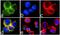 Cytokine-inducible SH2-containing protein antibody, 710864, Invitrogen Antibodies, Immunofluorescence image 