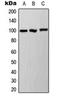Ferritin, mitochondrial antibody, orb101461, Biorbyt, Western Blot image 
