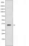Elongin A3 antibody, orb226147, Biorbyt, Western Blot image 