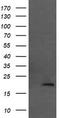 Mitochondrial Ribosomal Protein L11 antibody, TA505301, Origene, Western Blot image 
